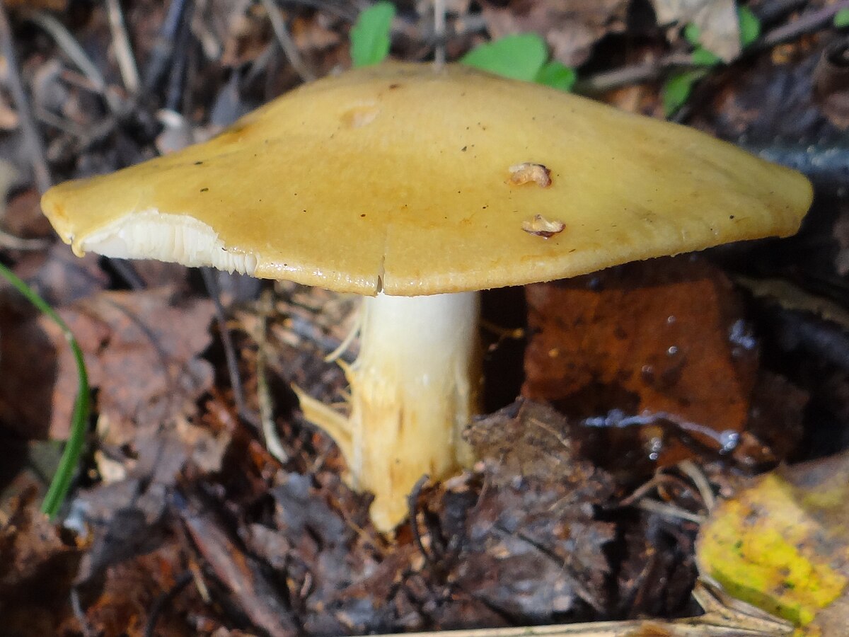 Cortinarius percomis (Cortinario fragrante, Cortinario speziato)