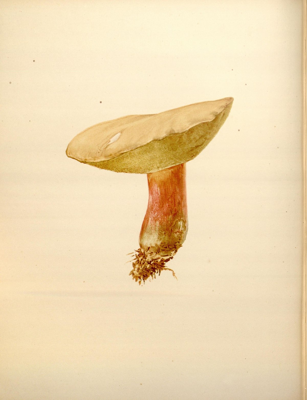 Boletus speciosus (Boleto appariscente, Boleto splendido)