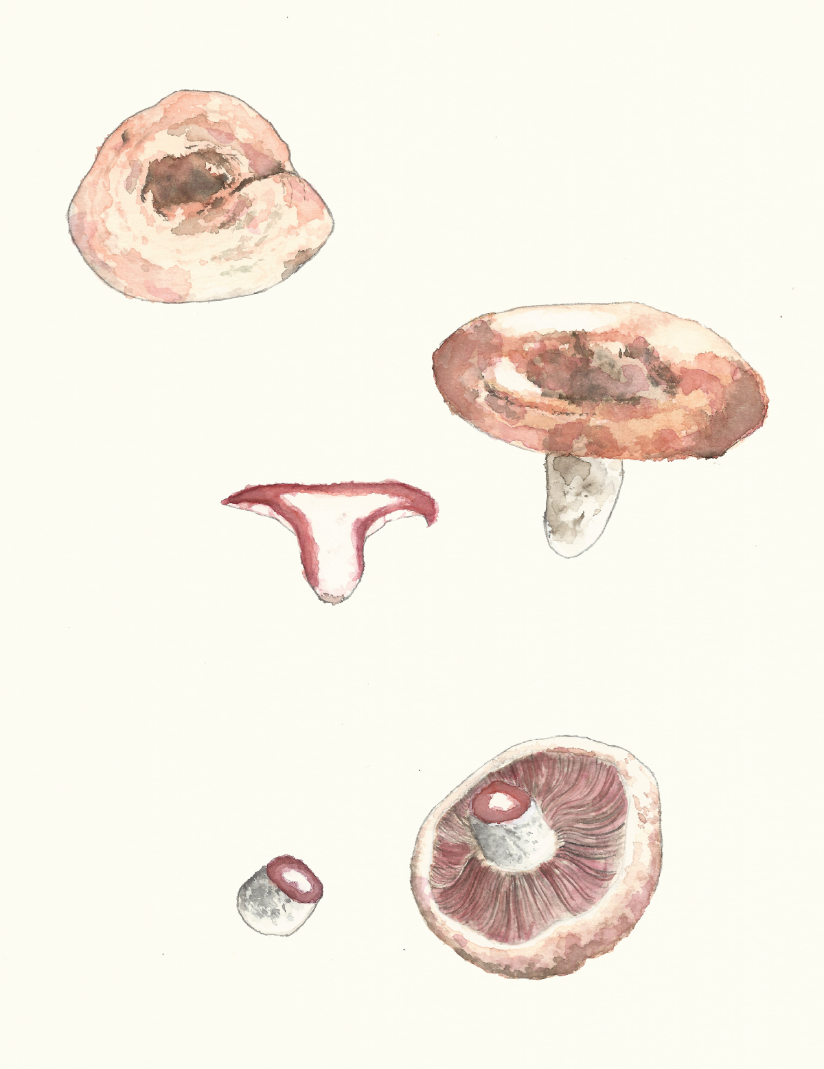 Lactarius vinosus