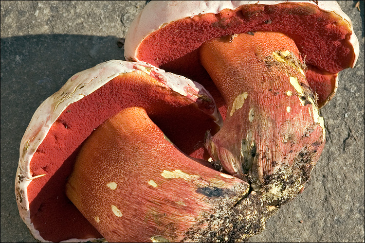 Rubroboletus rhodoxanthus