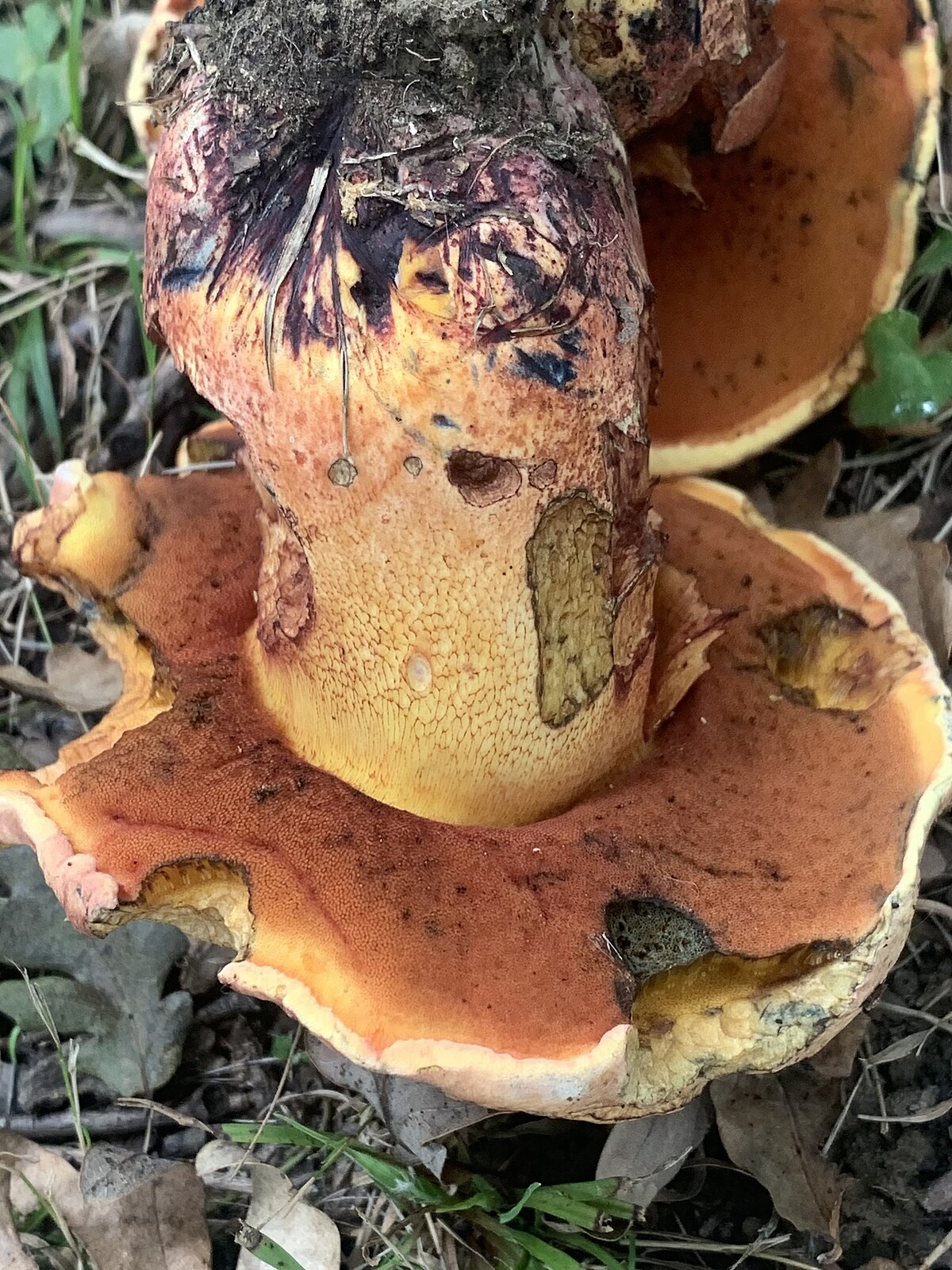 Rubroboletus rhodopurpureus