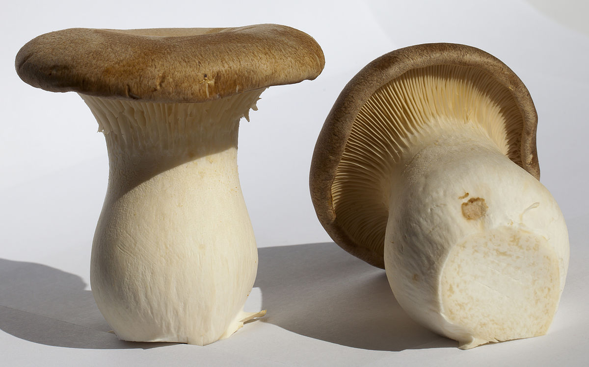 Pleurotus eryngii