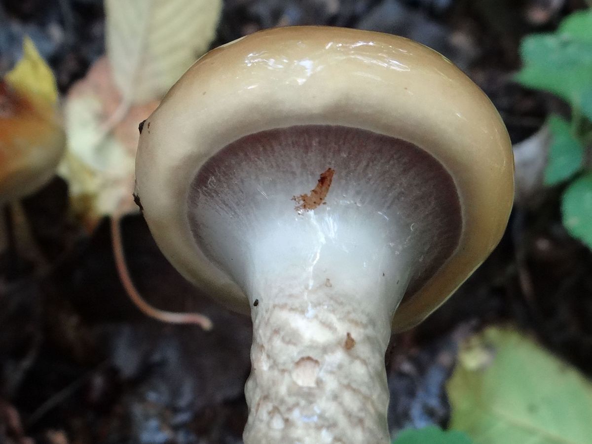 Cortinarius trivialis (Cortinario comune)