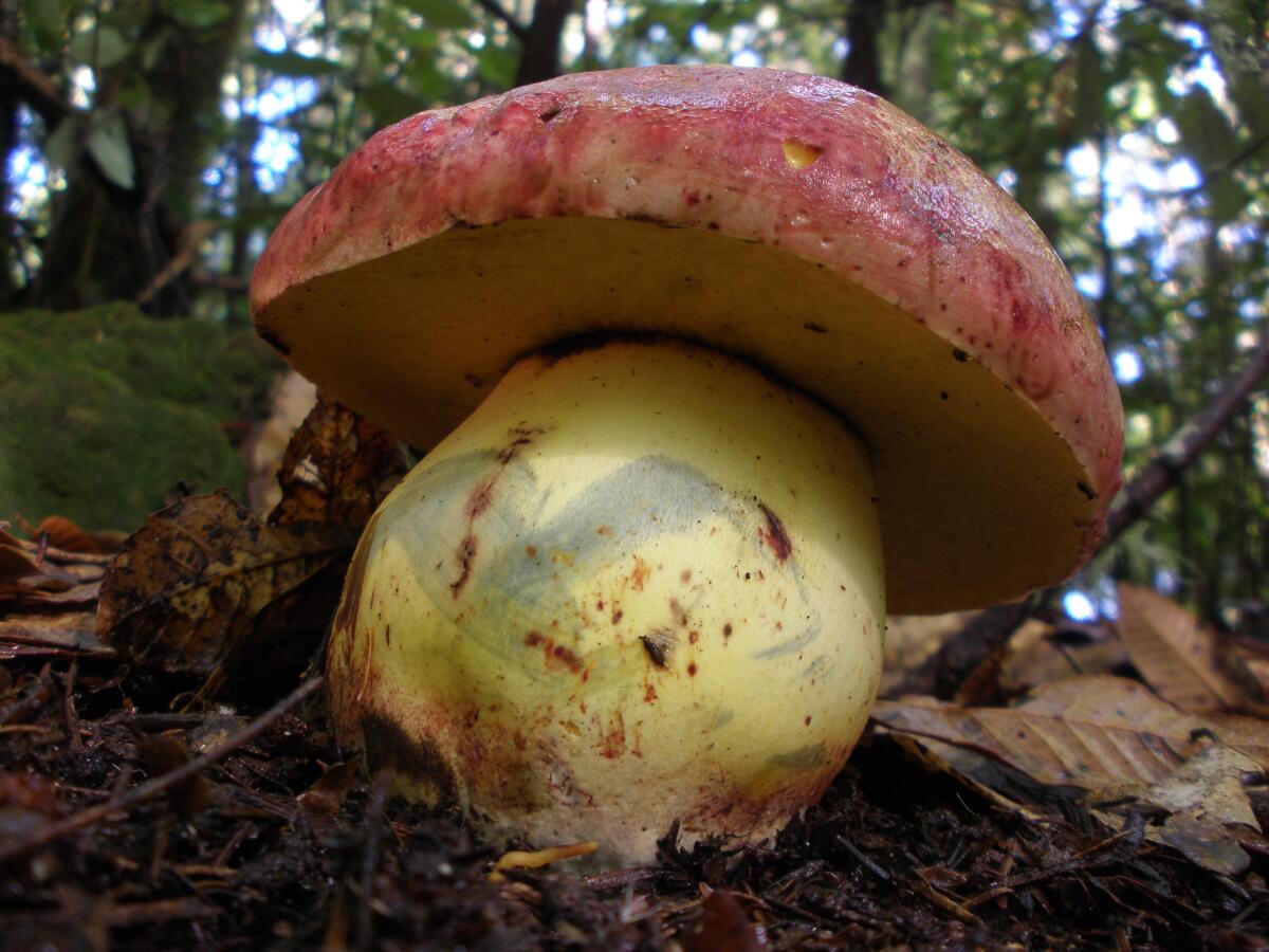 Perché tutti parlano del Porcino Reale? Raro, prezioso e delizioso - 