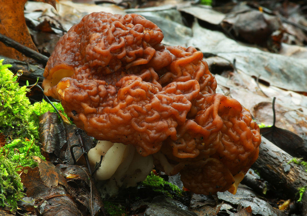 Gyromitra esculenta - 