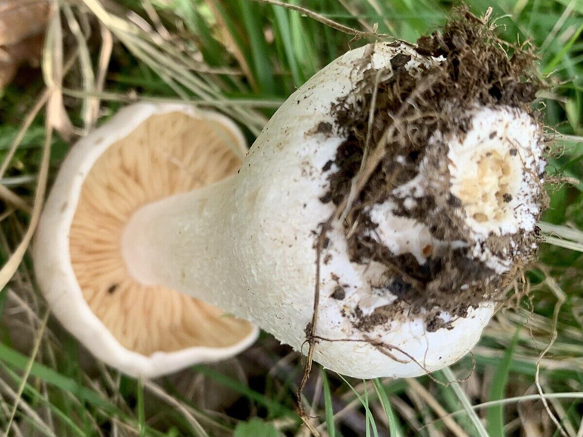 Entoloma sinuatum (Falso agarico) - 