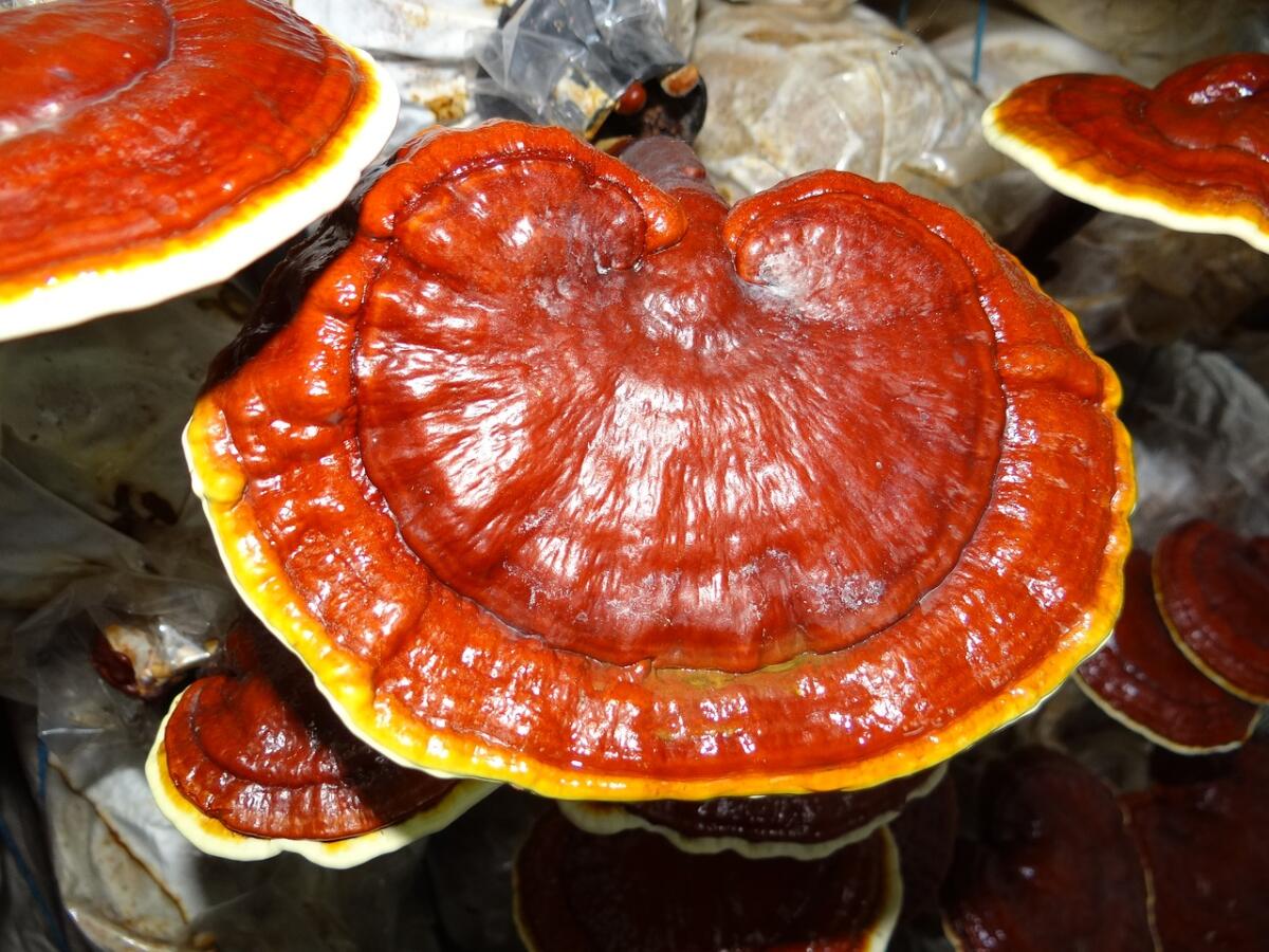 Il potere del Reishi (Ganoderma Lucidum): scopri le verità scientifiche sul fungo dell'immortalità - 