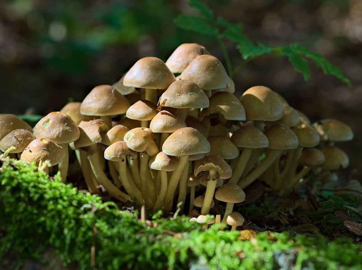 Hypholoma fasciculare - 