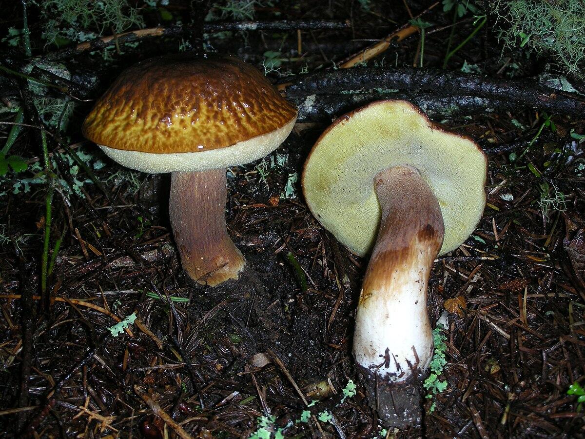 Boletus fibrillosus - 