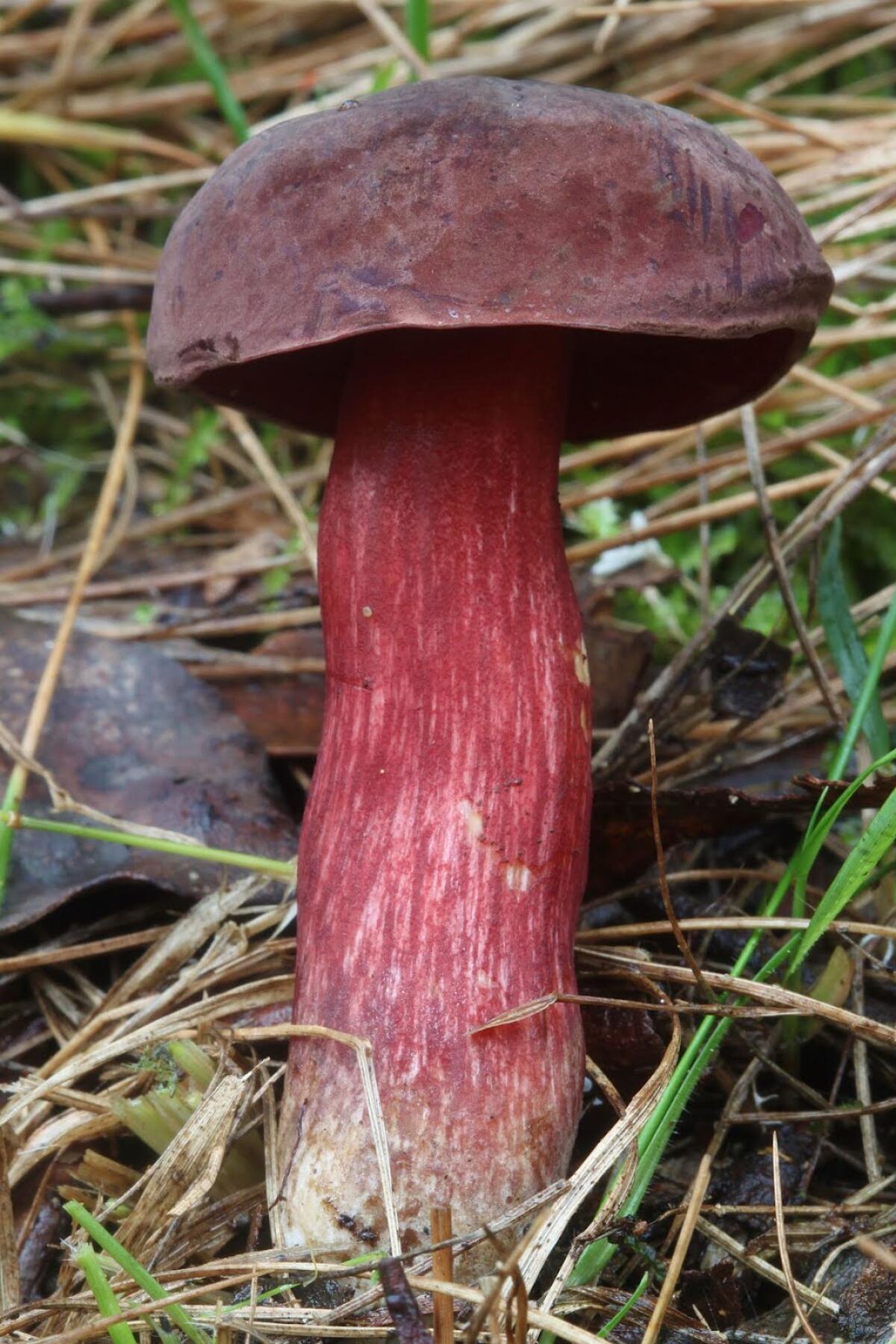Boletus barragensis - 