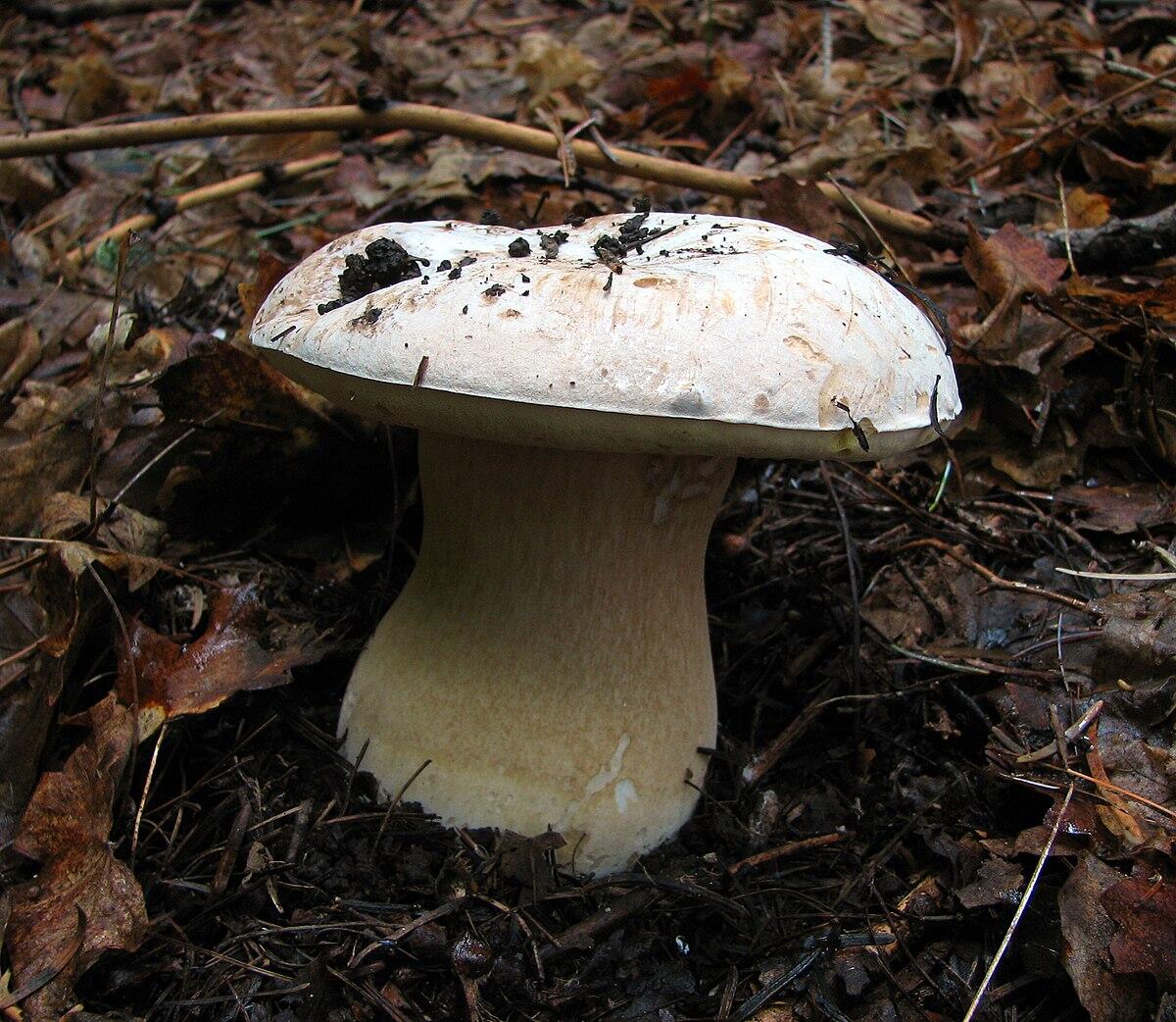 Boletus barrowsii (Porcino bianco,  Porcino di Barrows) - 