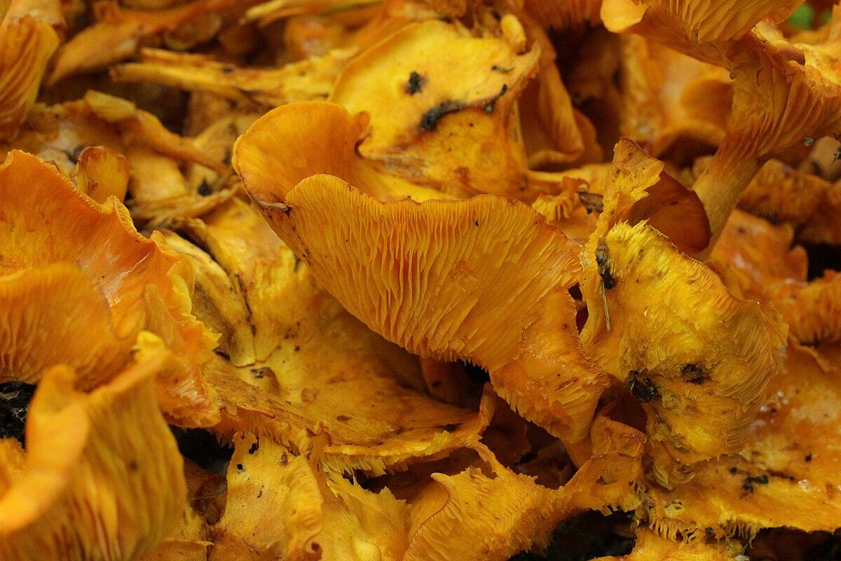 Omphalotus olearius - 