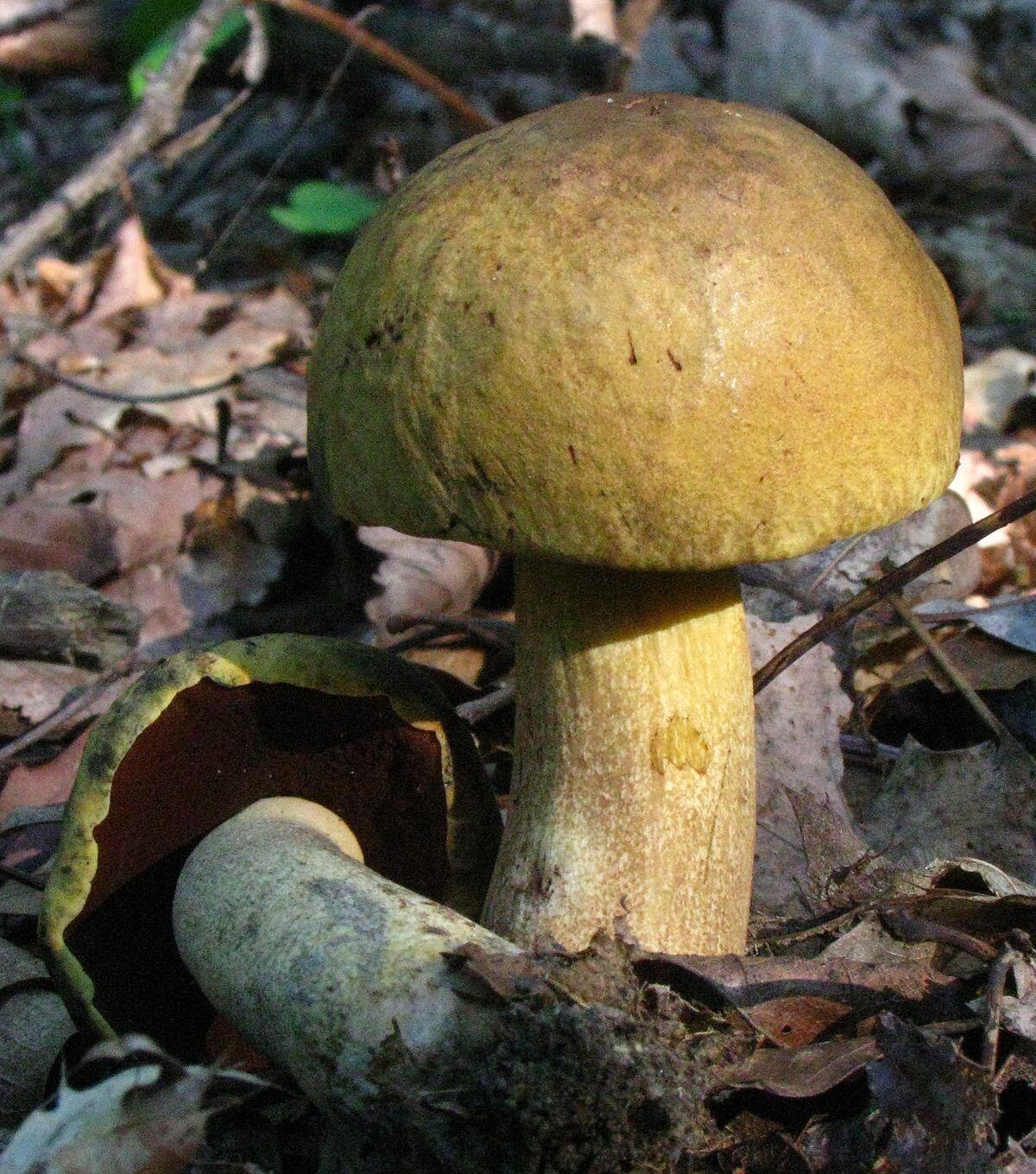 Boletus vermiculosoides - 