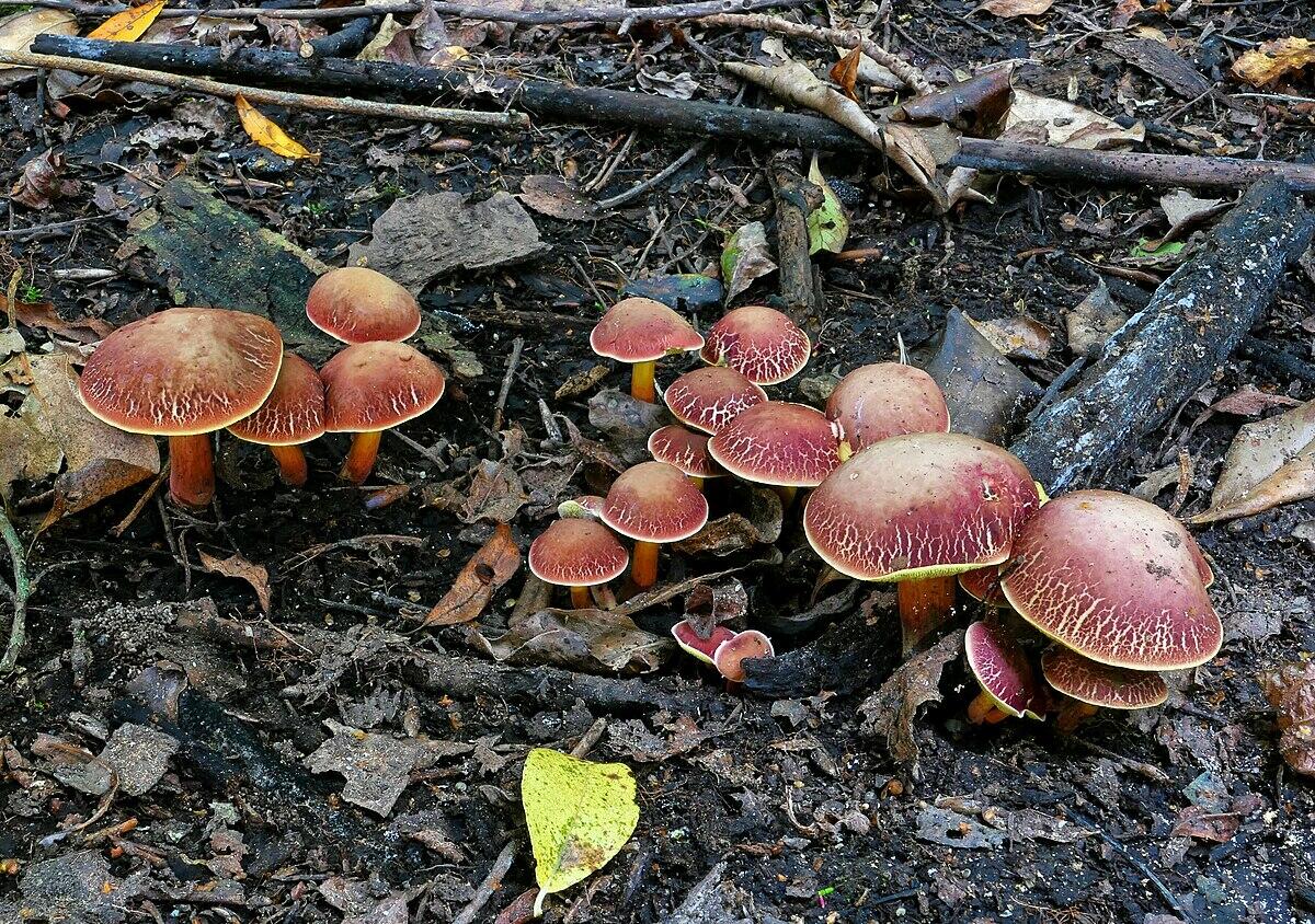 Boletus sensibilis - 