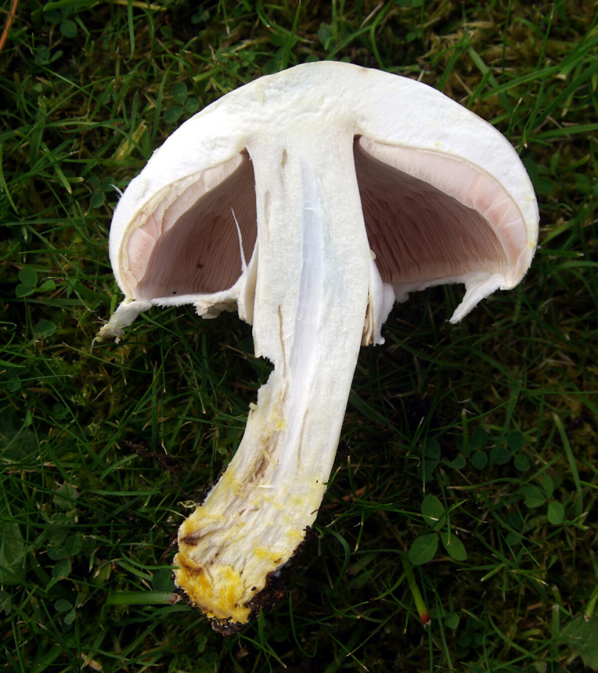 Agaricus xanthodermus (Prataiolo giallo, Prataiolo fenolico) - 