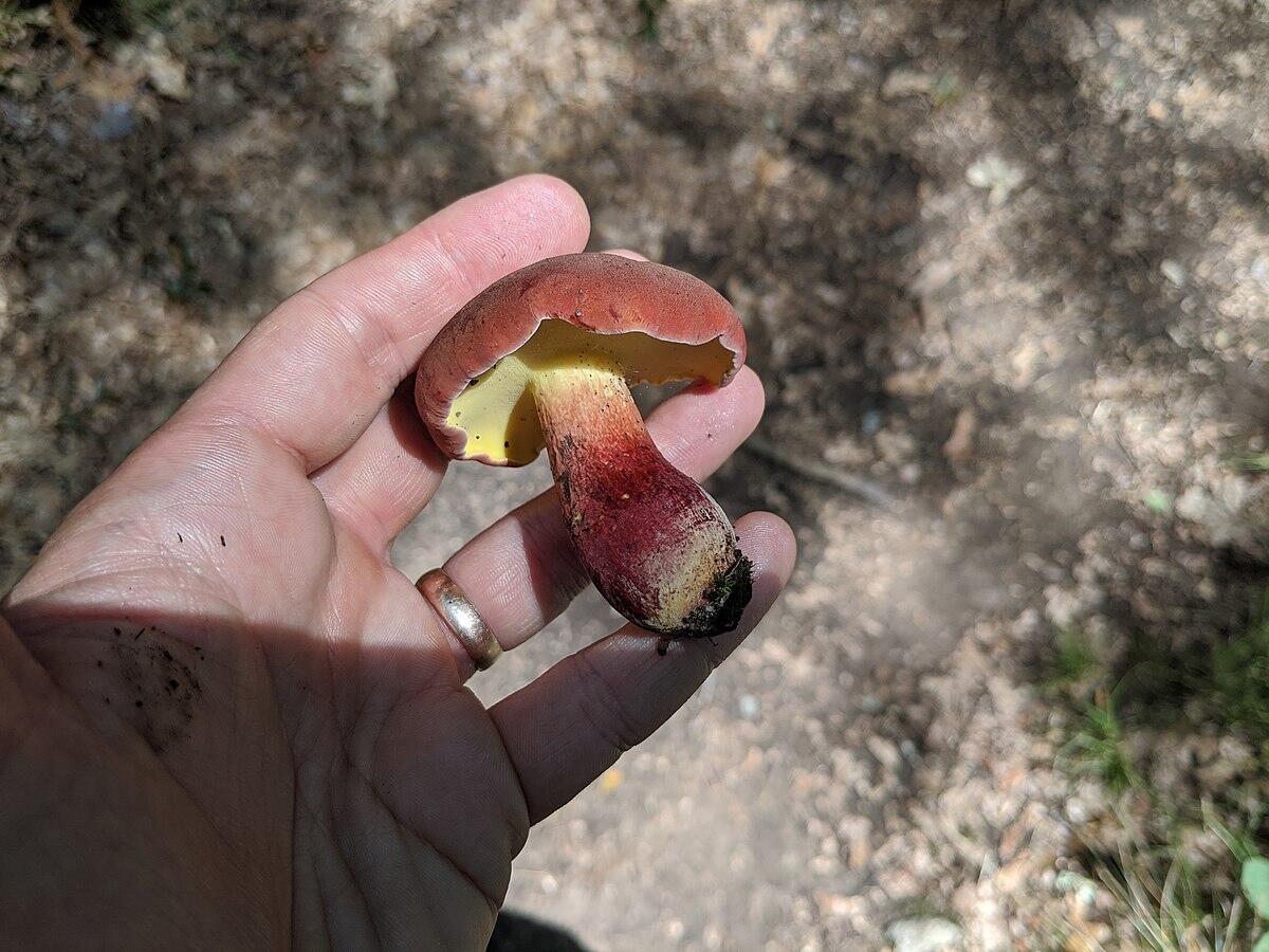Boletus bicolor - 