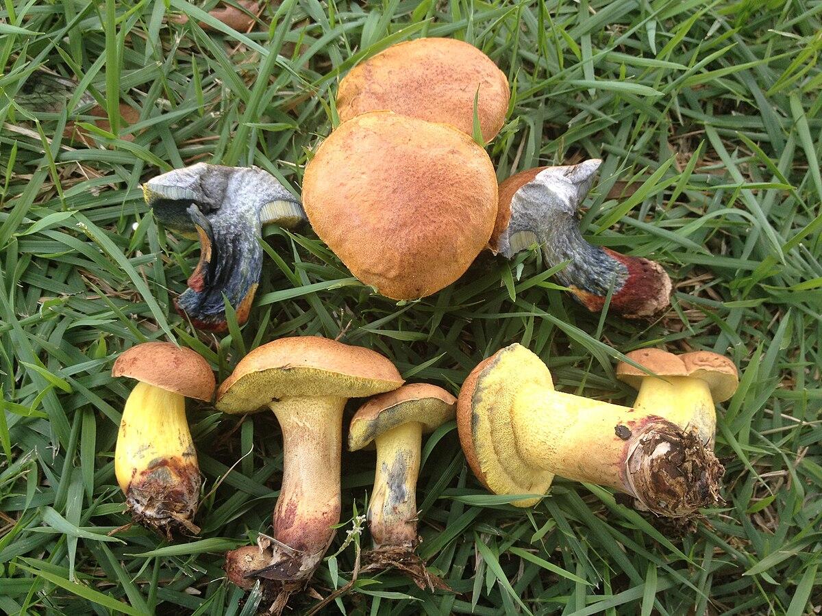 Boletus luridellus (Boleto lurido) - 