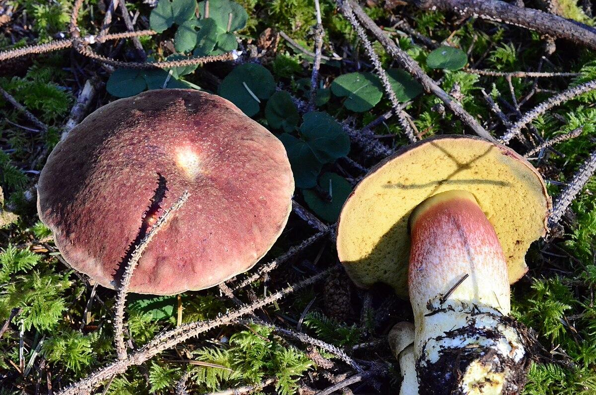 Boletus smithii - 