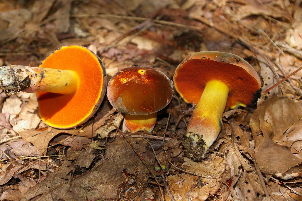 Boletus subvelutipes - 