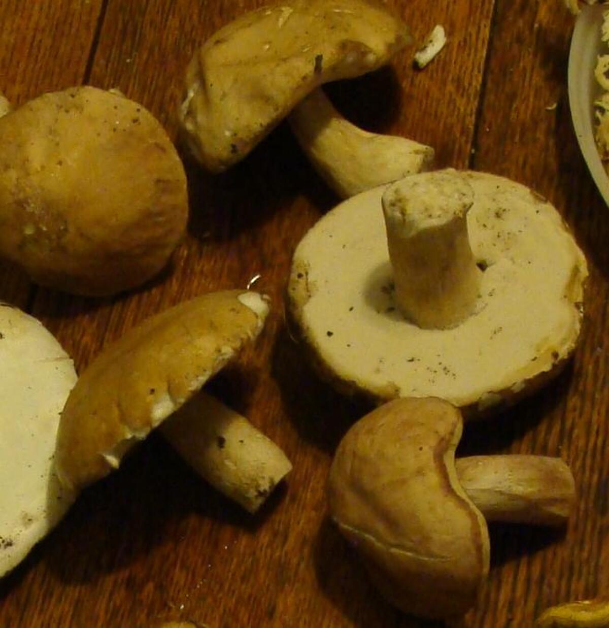 Boletus variipes - 