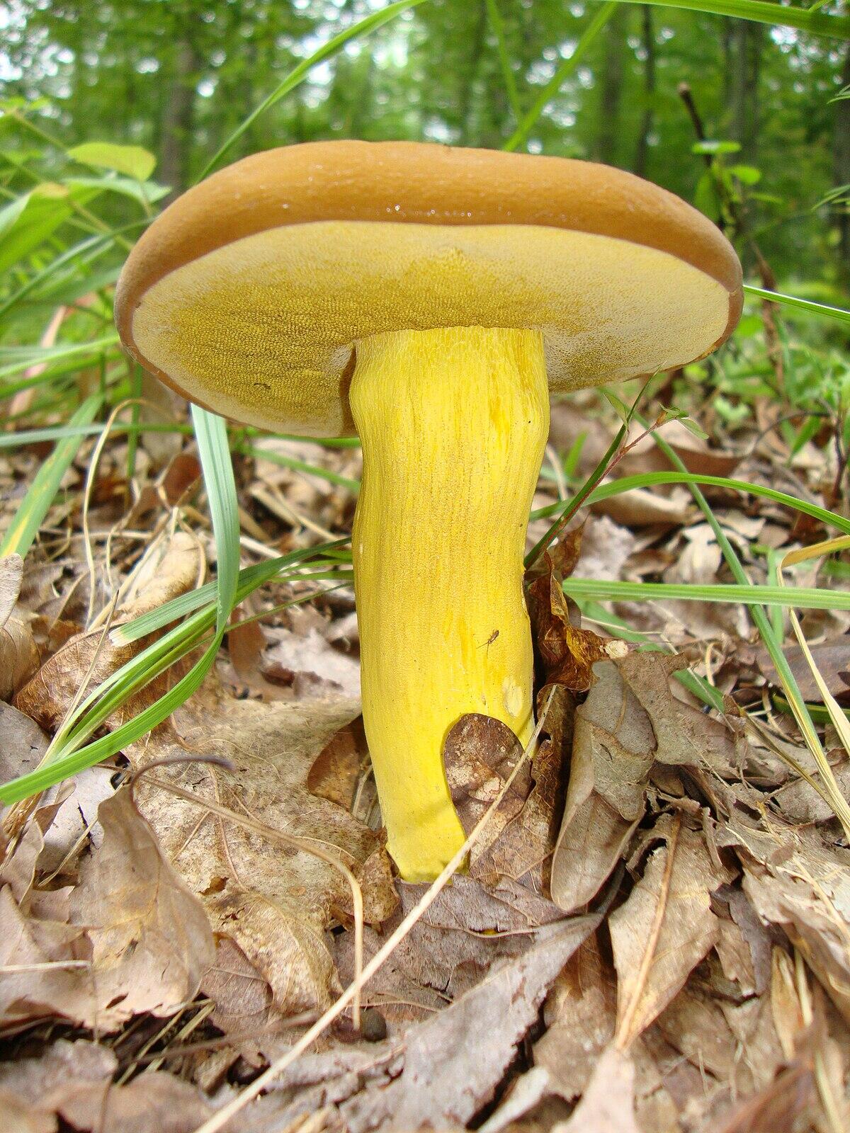 Boletus auripes (Boleto dal gambo dorato, Boleto giallo) - 