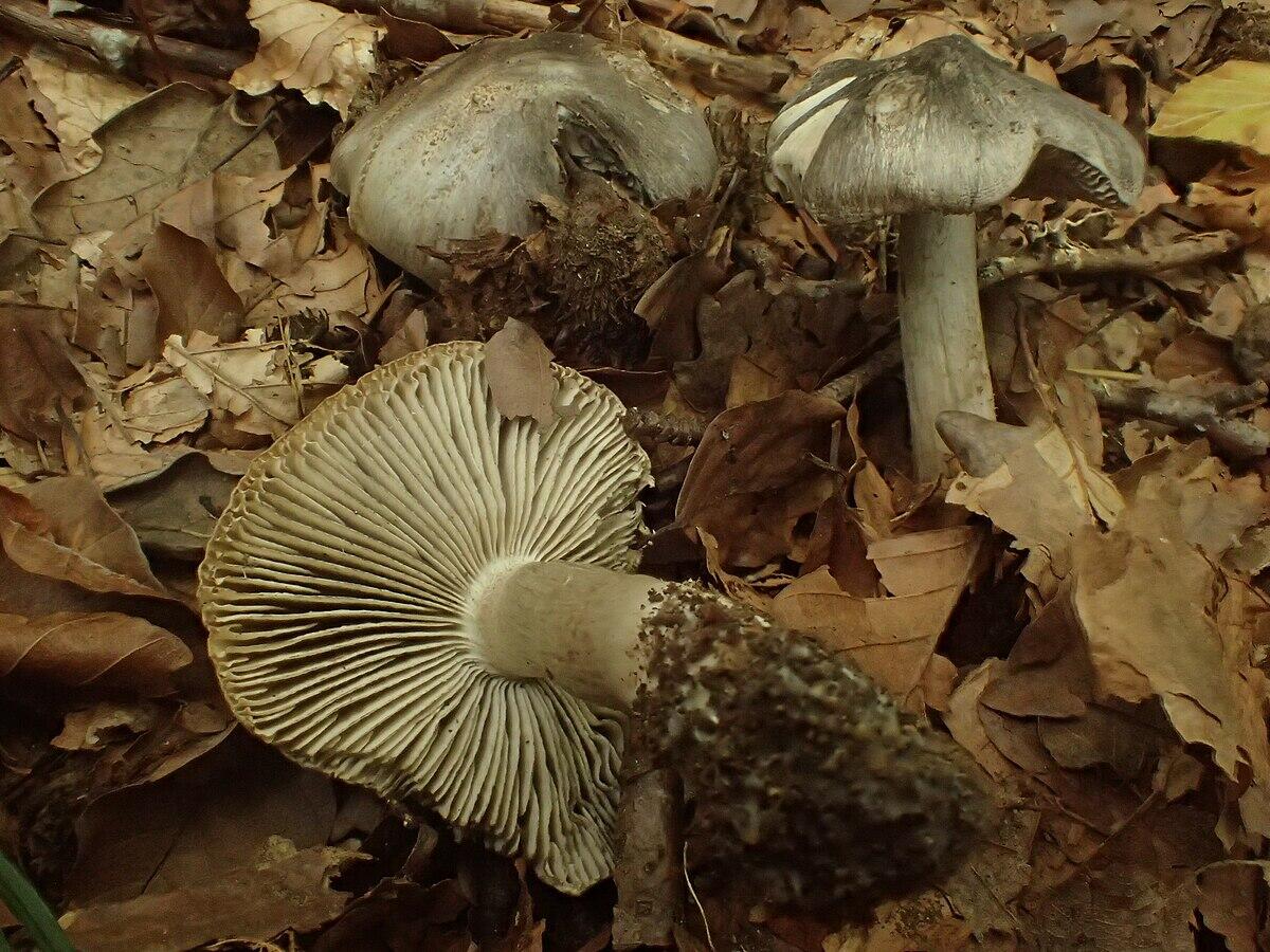 Tricholoma sciodes - 