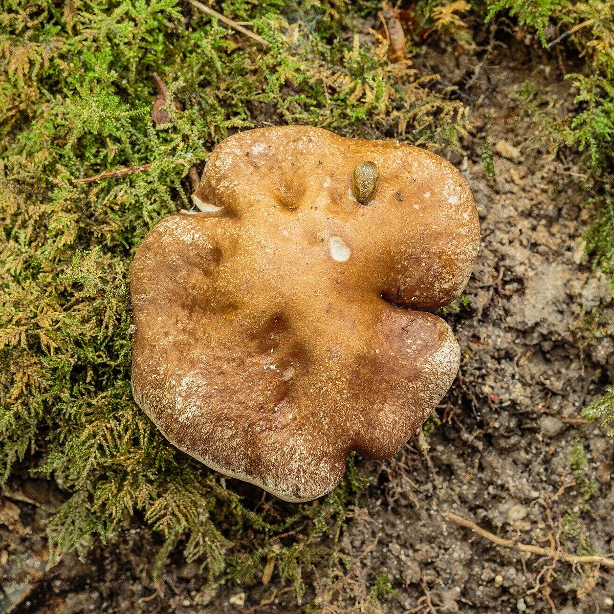 Paxillus involutus - 
