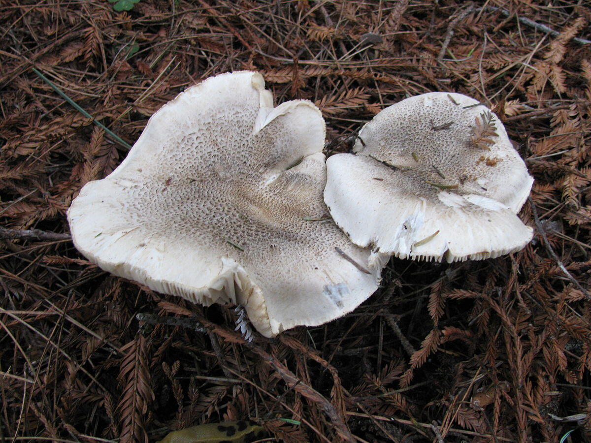 Tricholoma pardinum - 
