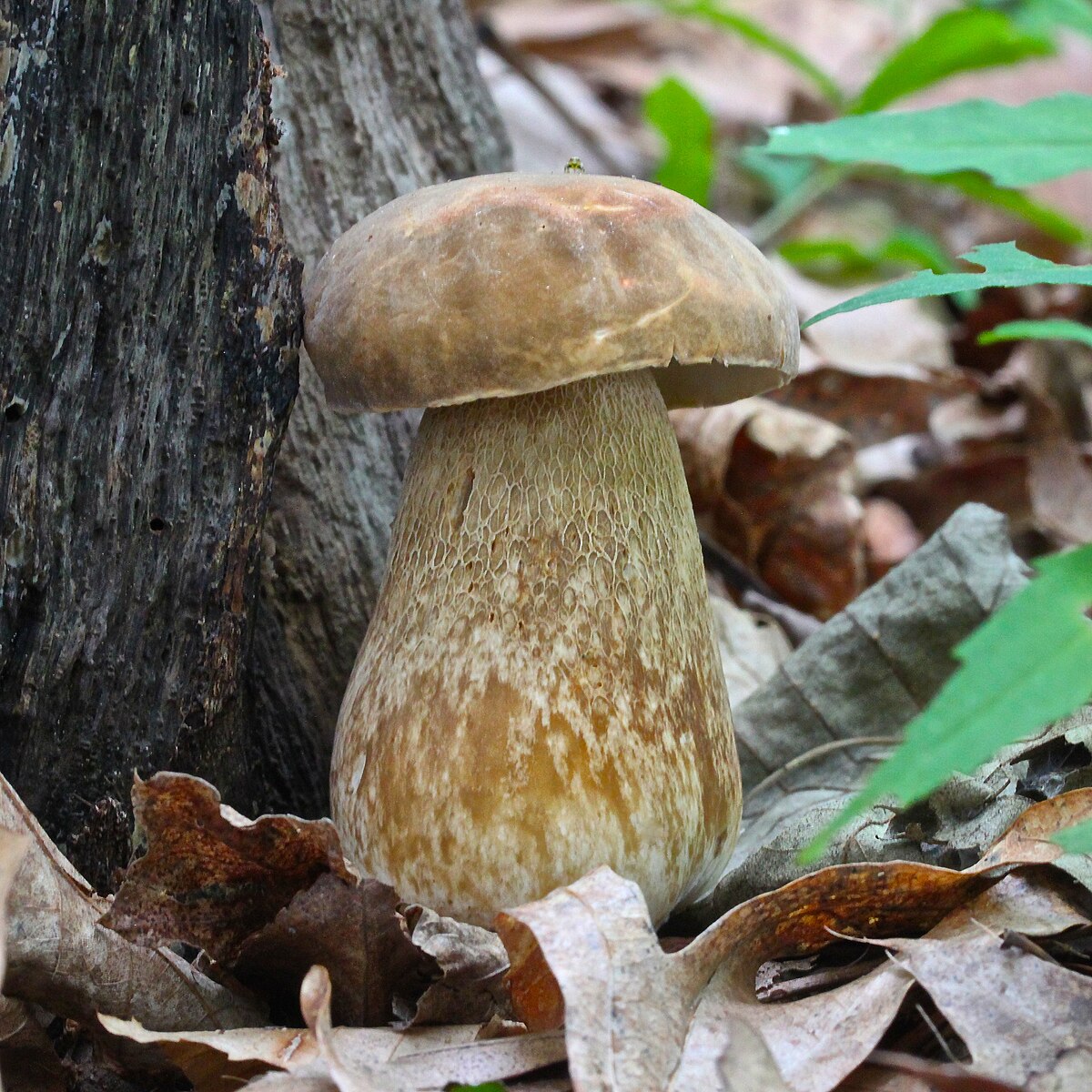 Boletus variipes