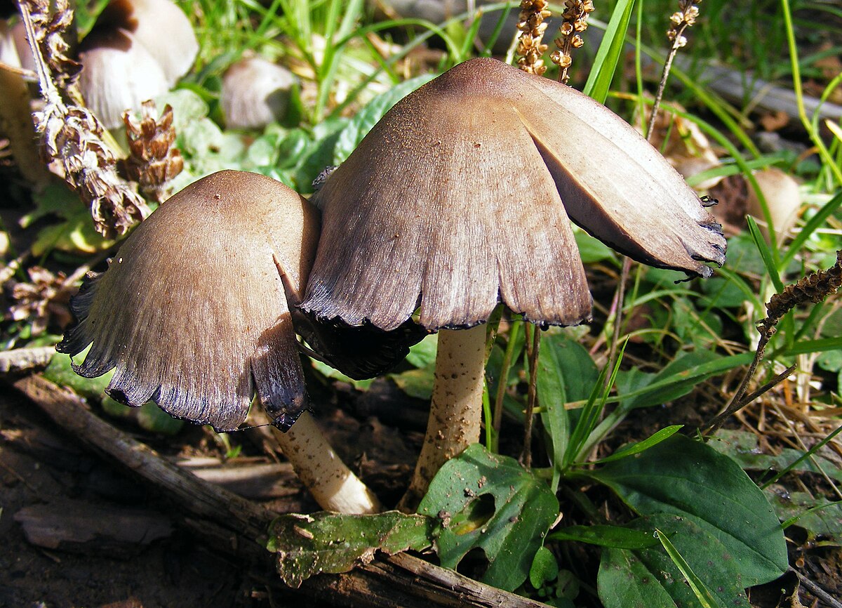 Coprinopsis atramentaria (Fungo dell'Inchiostro)