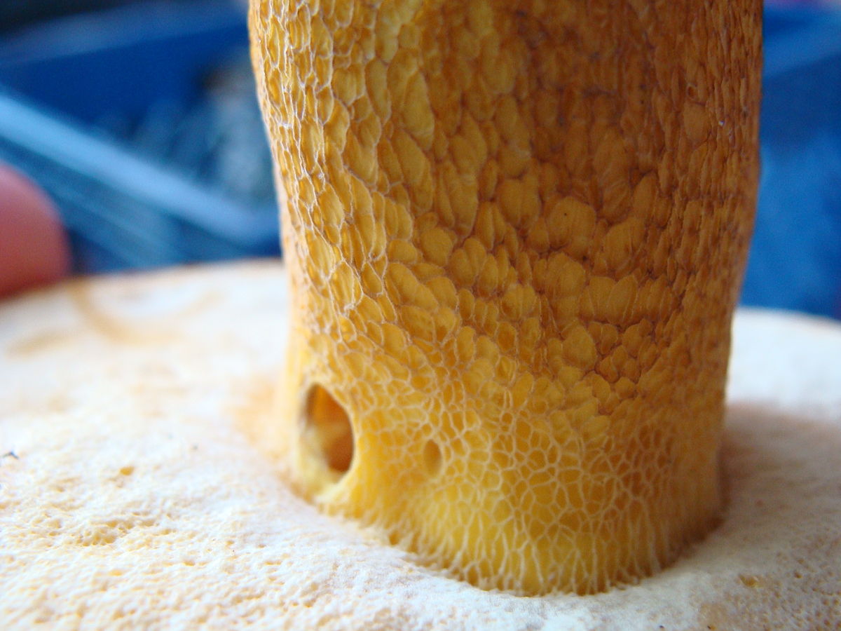 Boletus auripes (Boleto dal gambo dorato, Boleto giallo)