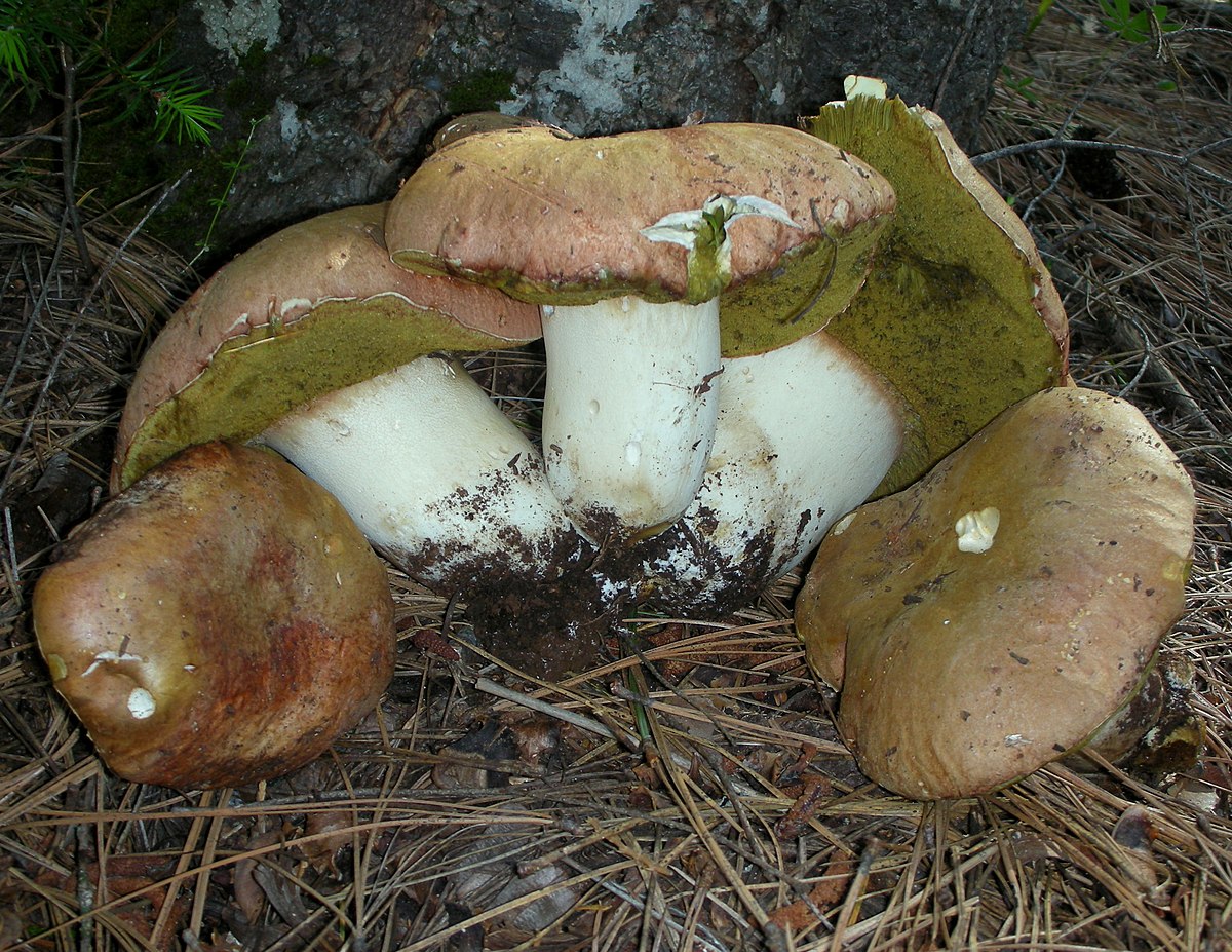 Boletus rex-veris