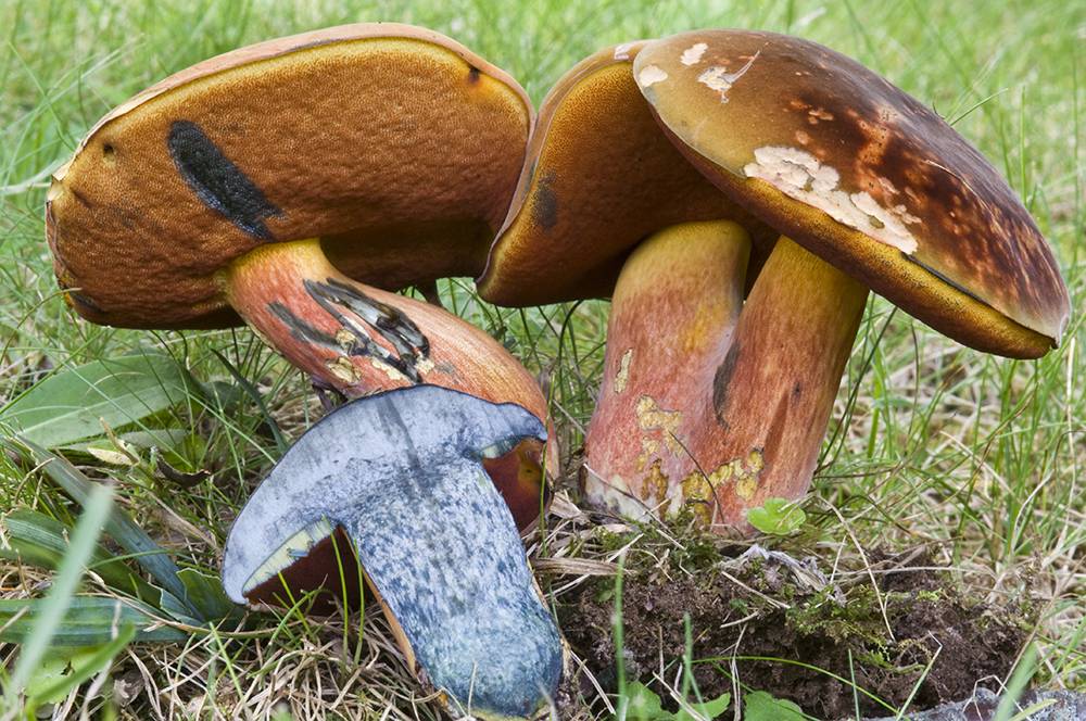 Boletus subvelutipes