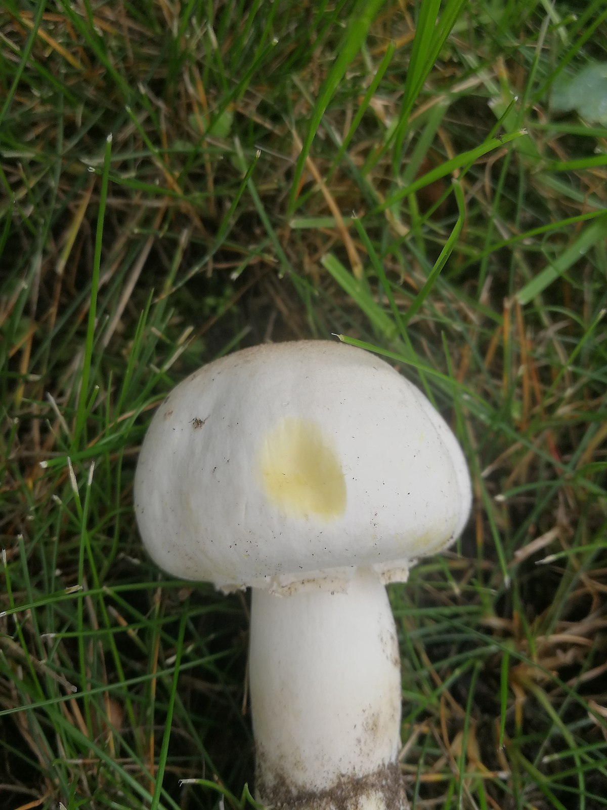 Agaricus xanthodermus (Prataiolo giallo, Prataiolo fenolico)