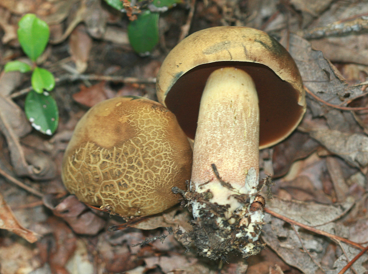 Boletus vermiculosoides