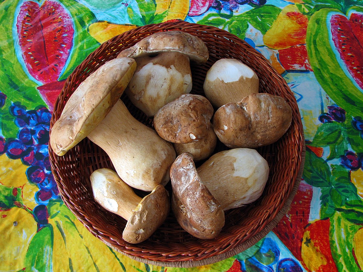 Boletus barrowsii (Porcino bianco,  Porcino di Barrows)