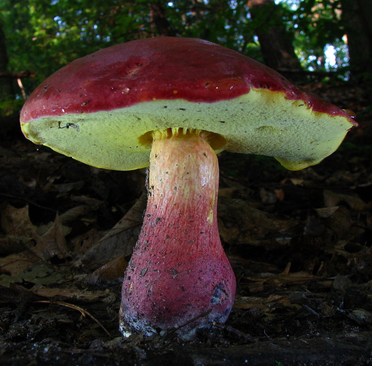 Boletus bicolor