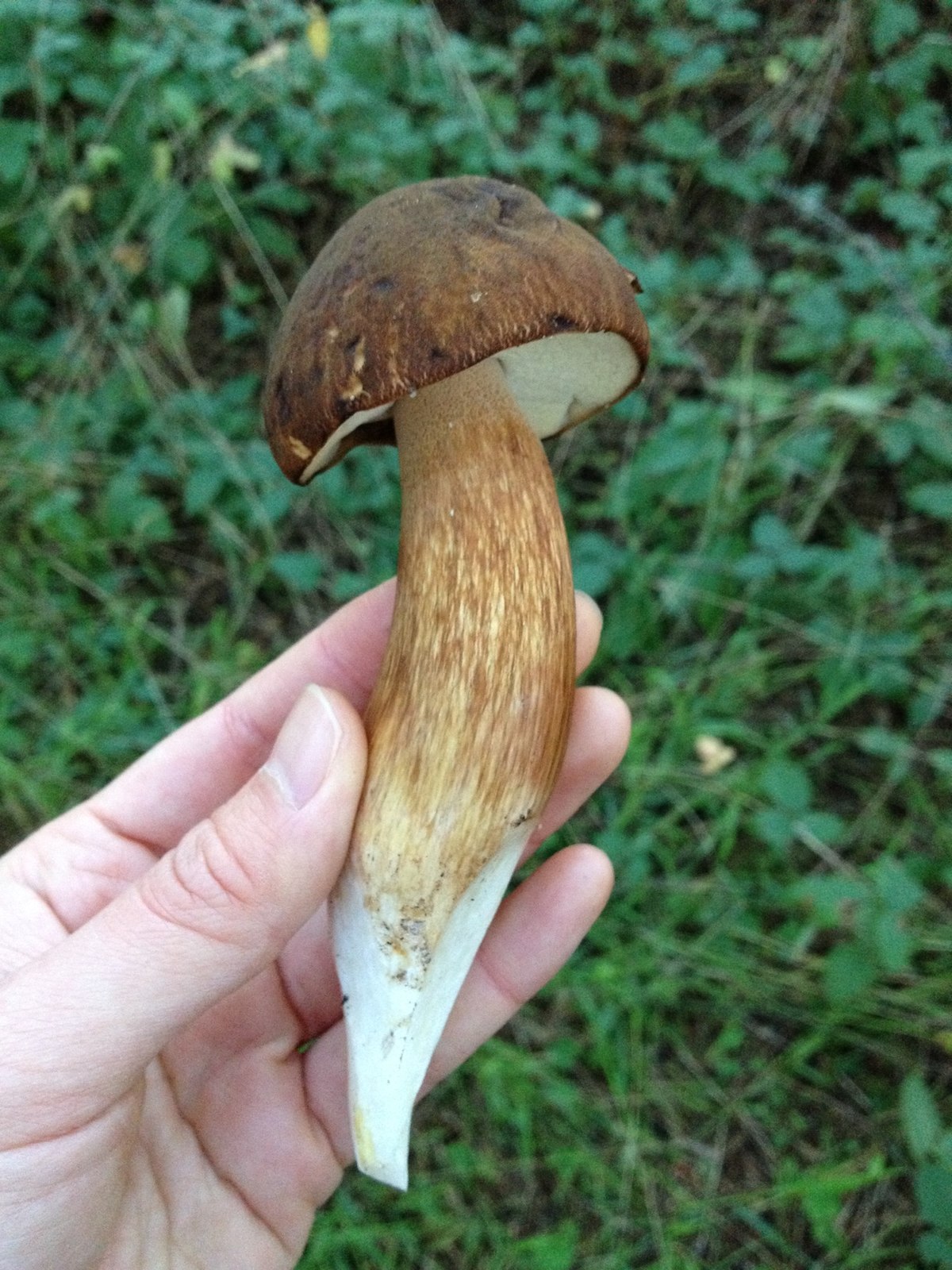 Boletus fibrillosus