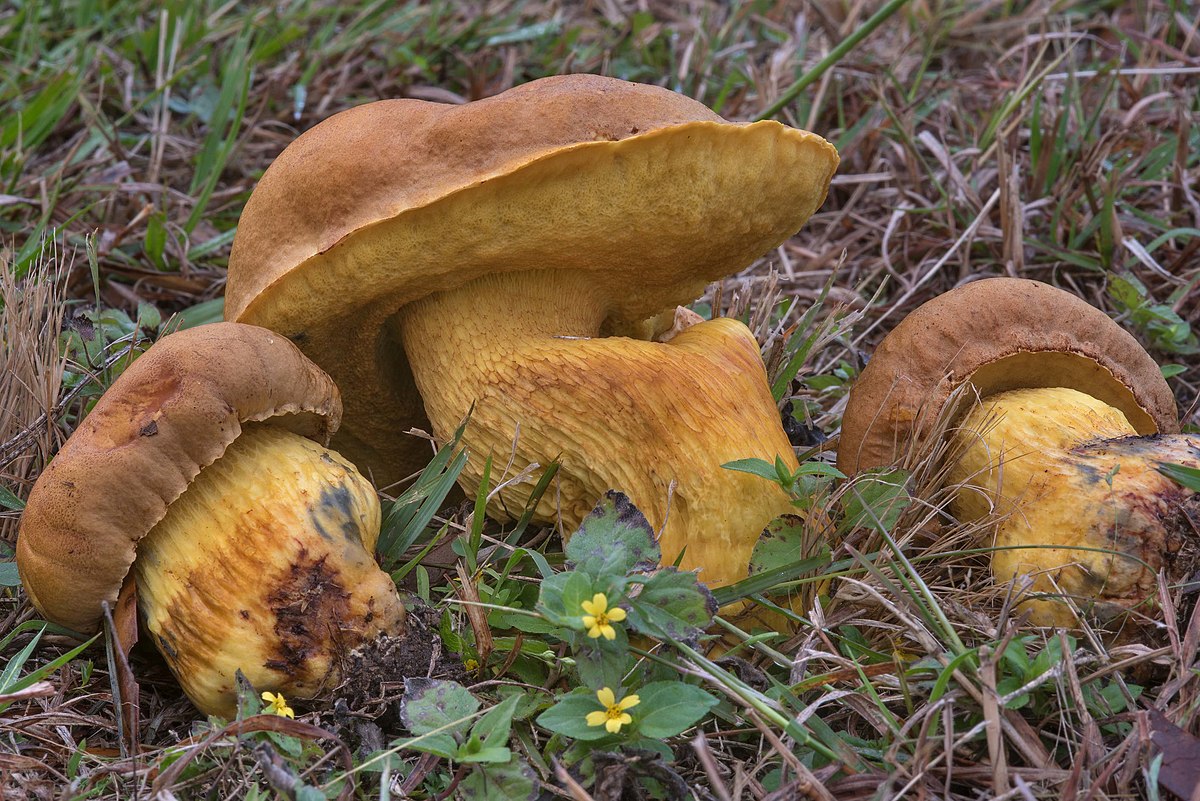 Boletus luridellus (Boleto lurido)