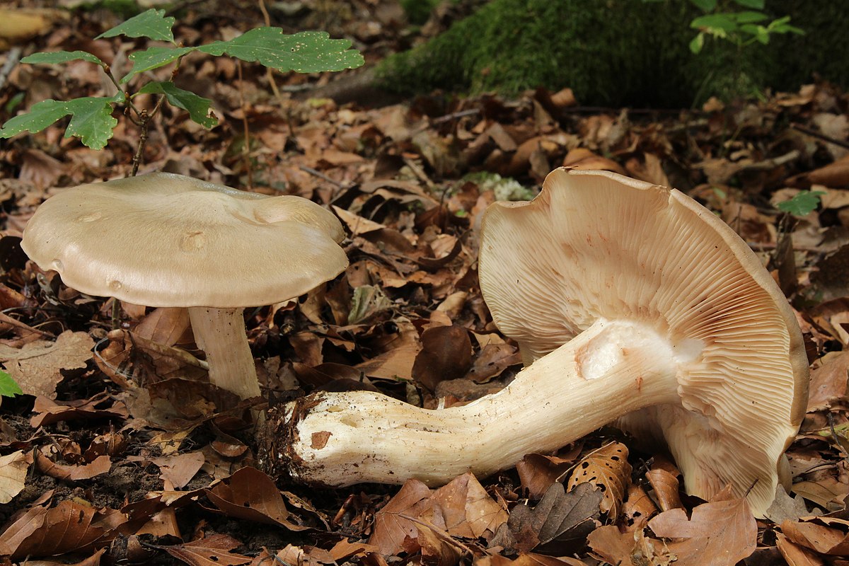 Entoloma sinuatum (Falso agarico)