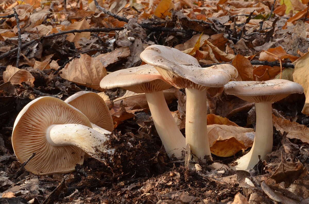 Entoloma sinuatum (Falso agarico)