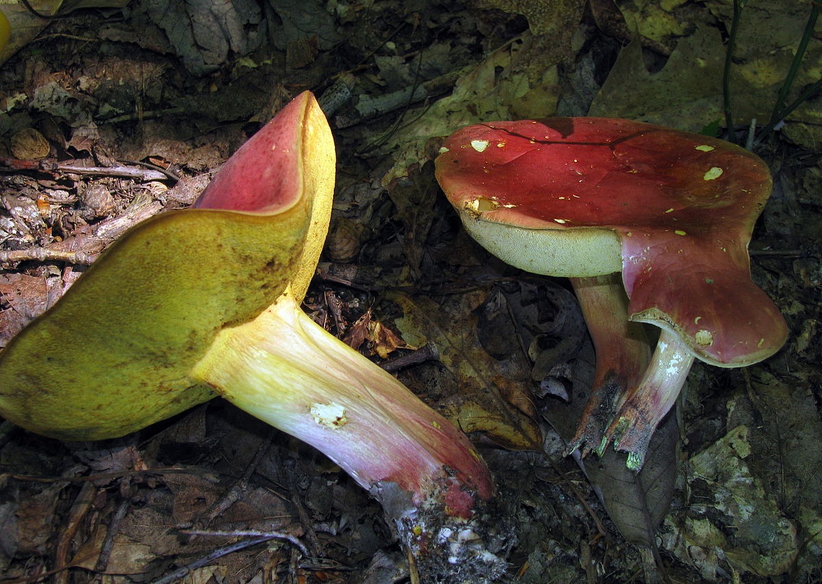 Boletus sensibilis