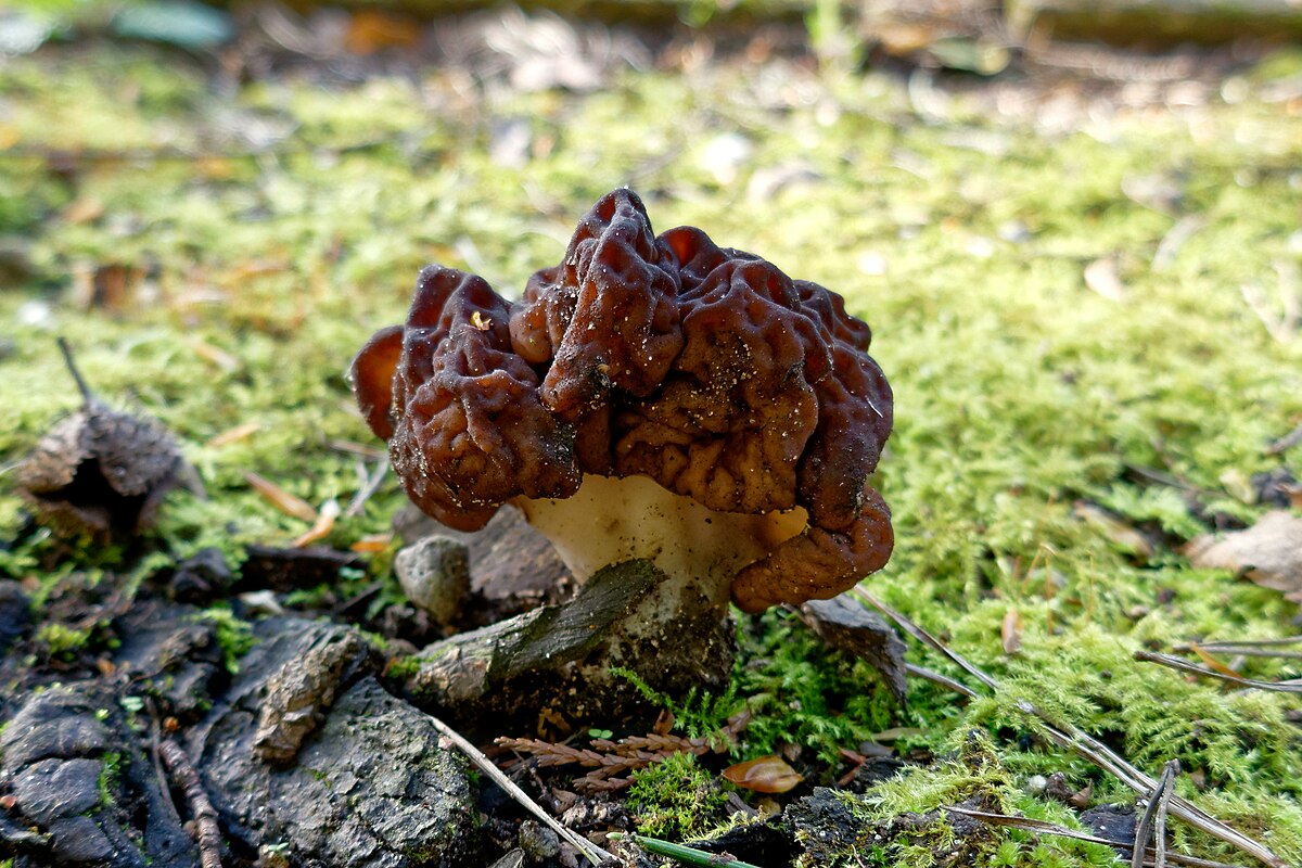 Gyromitra esculenta