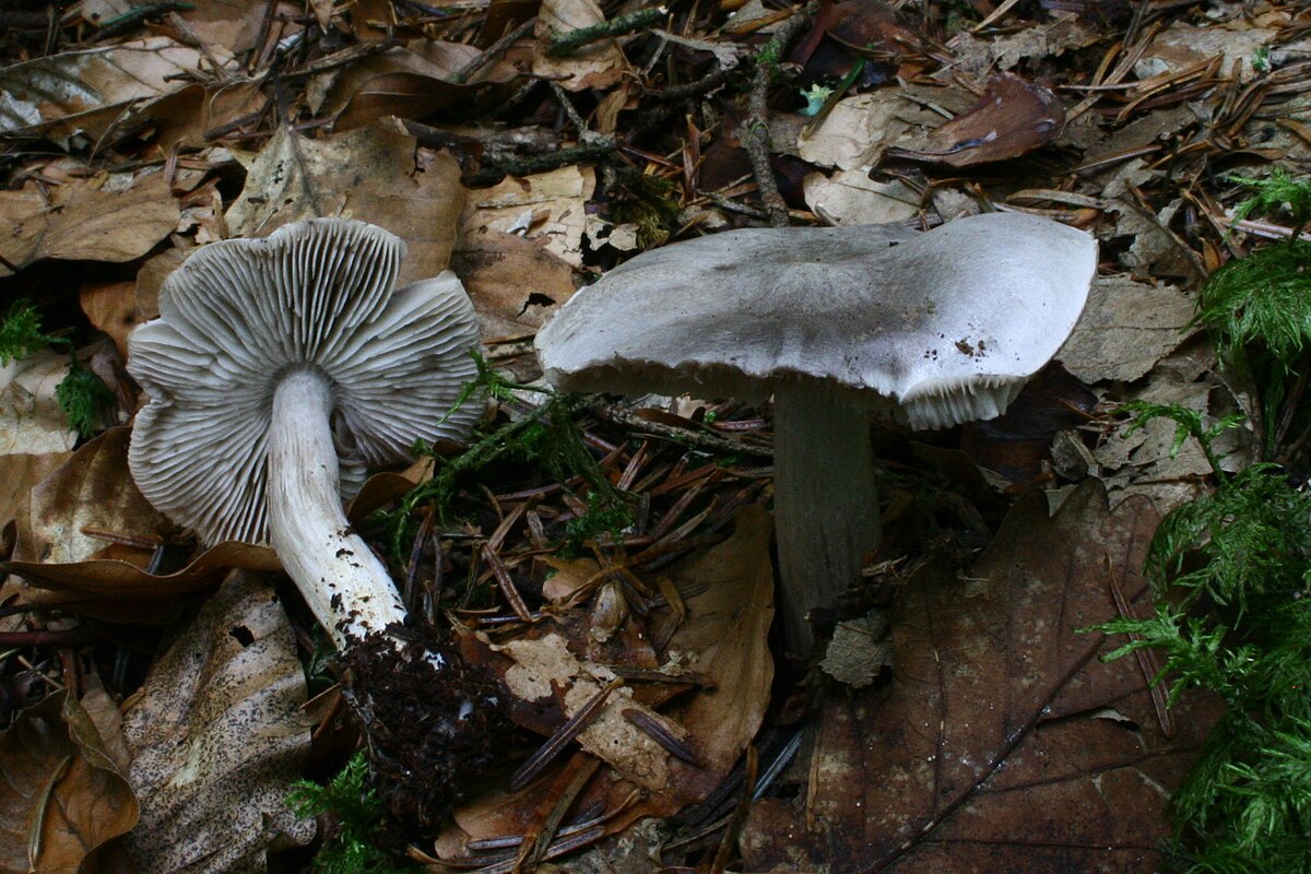 Tricholoma sciodes