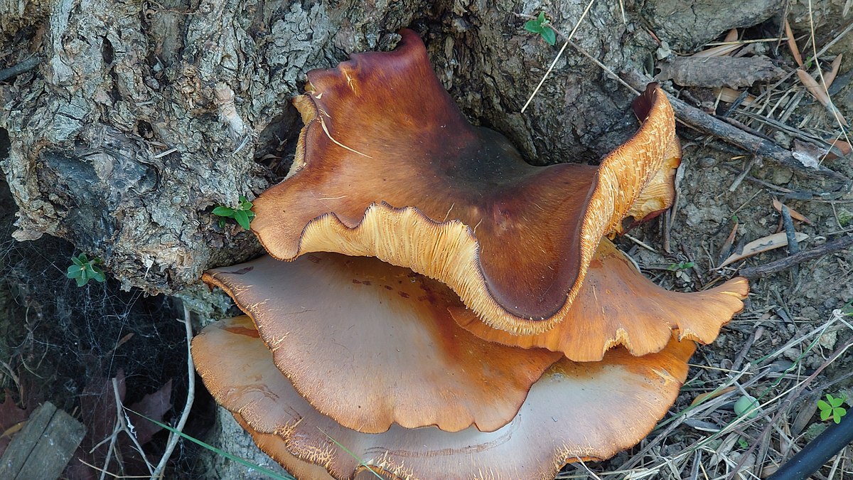 Omphalotus olearius