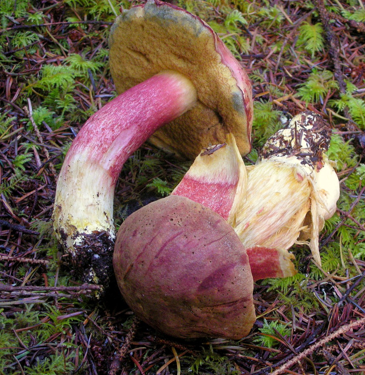 Boletus smithii