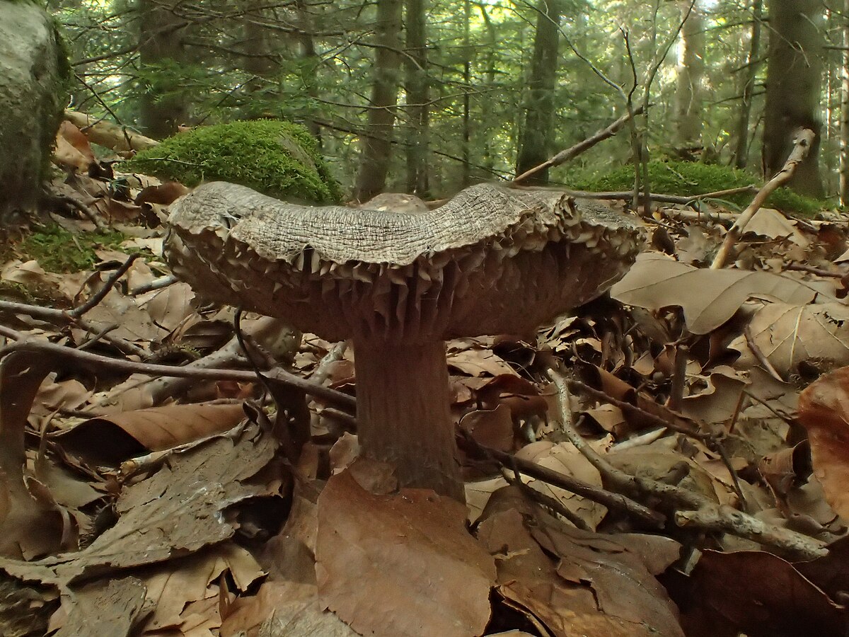 Tricholoma sciodes