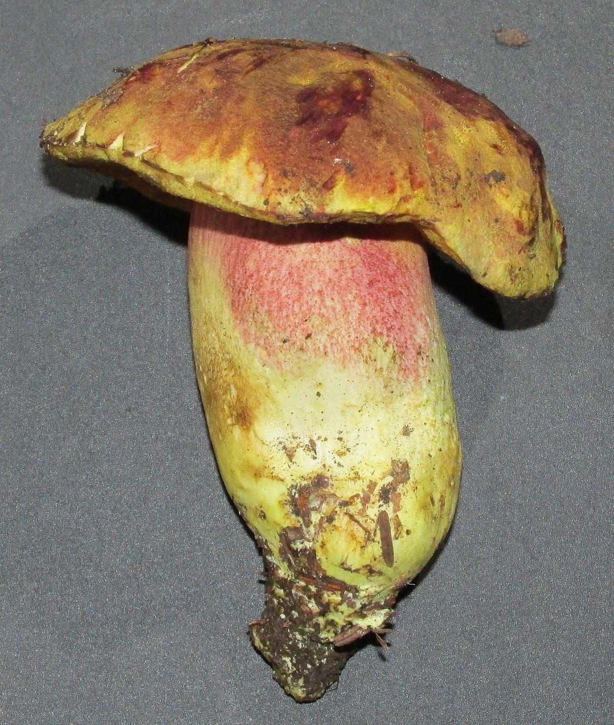 Boletus smithii