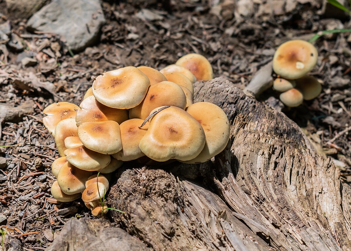 Hypholoma fasciculare
