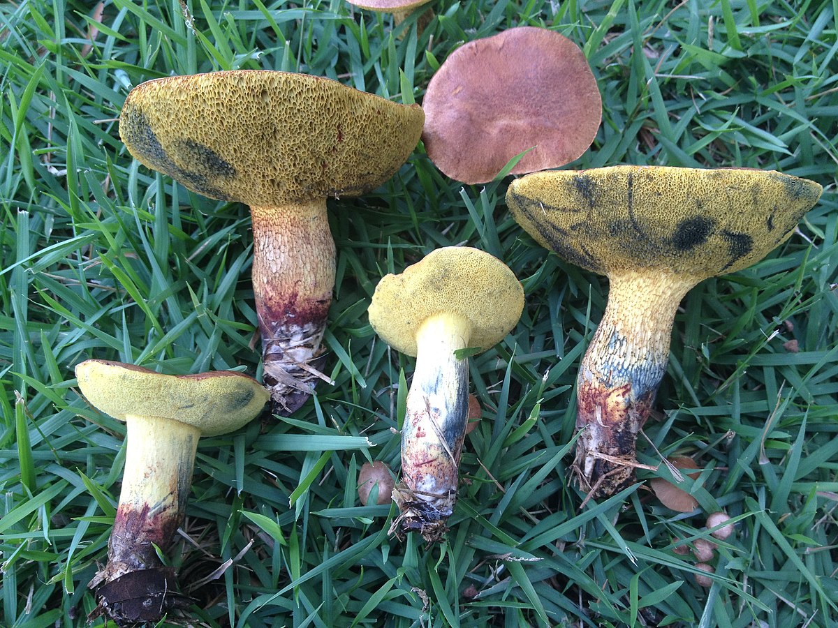 Boletus luridellus (Boleto lurido)